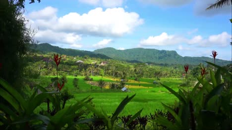 view of rice fields and hills timelapse video