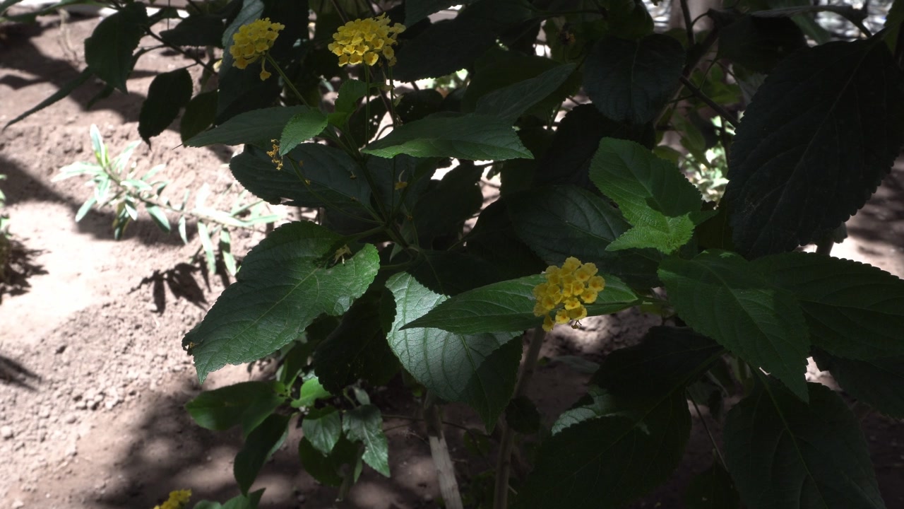 Small yellow flowers in clusters. All with many bright green leaves under a sunny day.