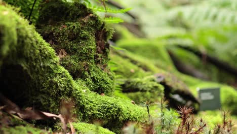 close-up of moss-covered forest floor