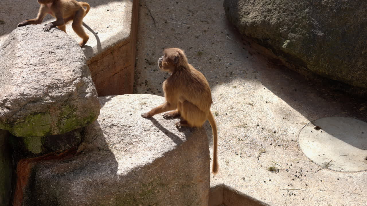 いくつかのサルがジャンプして動物園の囲いの中を走ります 飼い主が晴れた春の天気で ⁇ を与える直前に