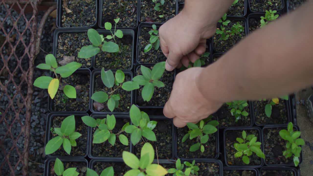 Tangan tukang kebun pria Kaukasia menanam bibit di pusat taman.