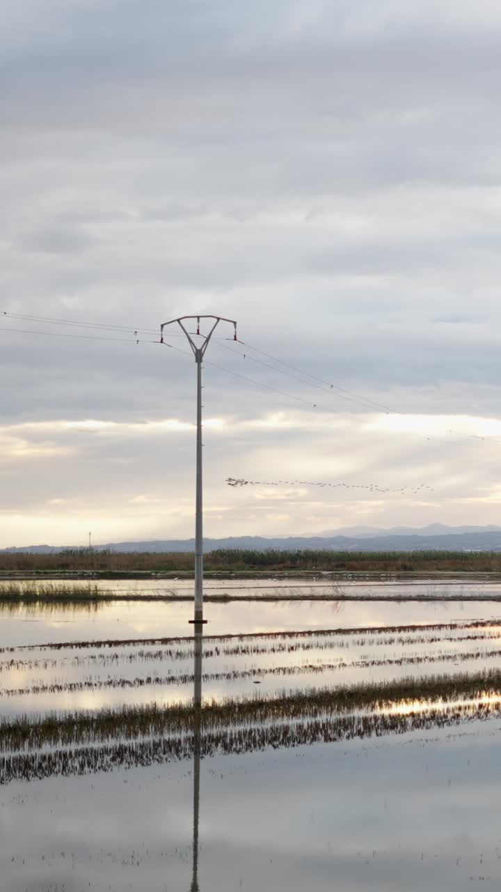 Rice field landscape with power lines