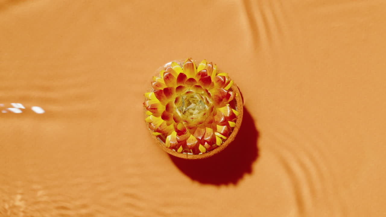 Succulent in Water on an Orange Background