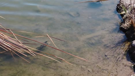 Tilt-up-on-the-rippling-water-in-a-man-made-pond-in-Papago-Park,-Phoenix,-Arizona