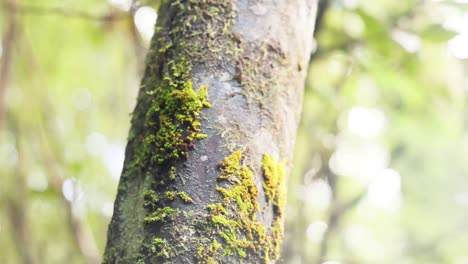 close-up of moss-covered tree trunk