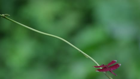 Flying-out-of-the-left-side-of-the-frame-and-flying-back-in-from-the-lower-right,-Crimson-marsh-glider-Trithemis-aurora