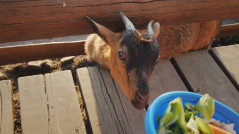 the child gives food to a funny little black kid who pokes his head through the crack of the fence f