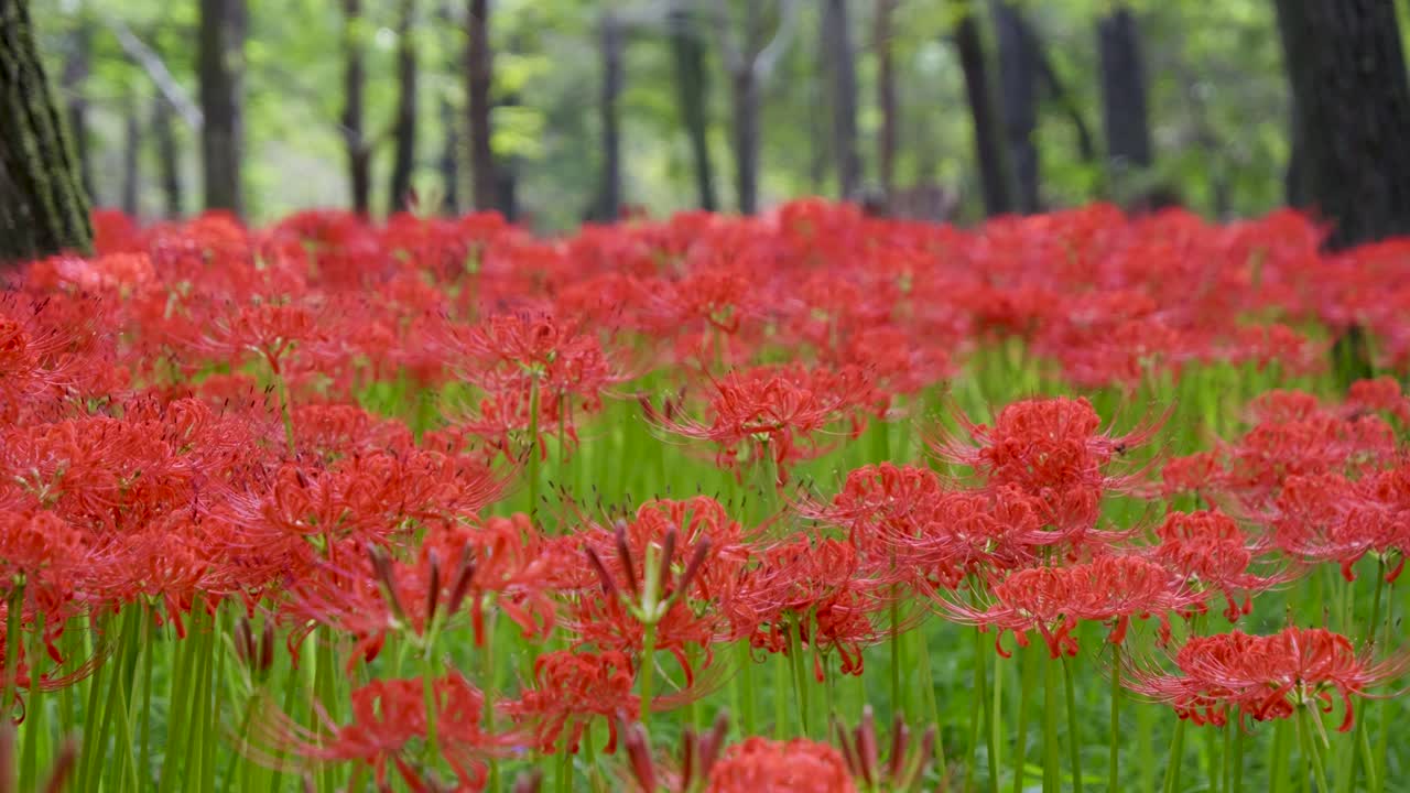 Slow low angle cinematic slider over field of spider lilies in full bloom