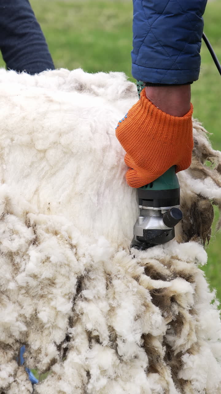 Natural process of shearing white sheep. Farmer cutting soft wool of a sheep with a professional electric clipper. Close-up. Vertical video