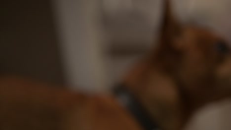 close-up view of a brown dog with pointed ears looking around in the living room at home