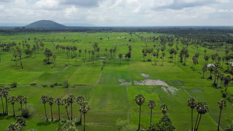 high angle drone footage of cambodian rice fields and palm trees sprouting near angkor wat