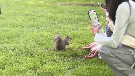 feeding wild squirrel in park green grass