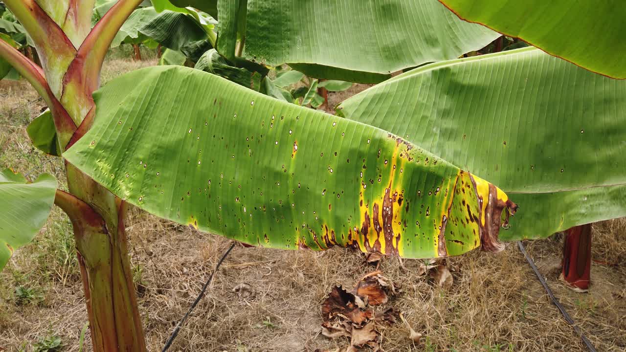 Hoja de plátano con enfermedad de Sigatoka en Honduras, desafío agrícola, concepto de salud de los cultivos
