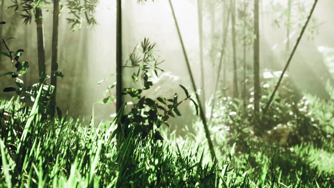 Soft morning light filters through lush green foliage in tranquil forest