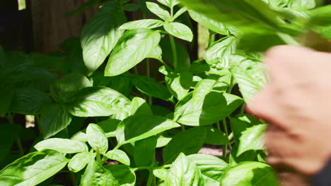 Close-up-of-farmer-cutting-stems-of-fresh-basil-from-the-plant