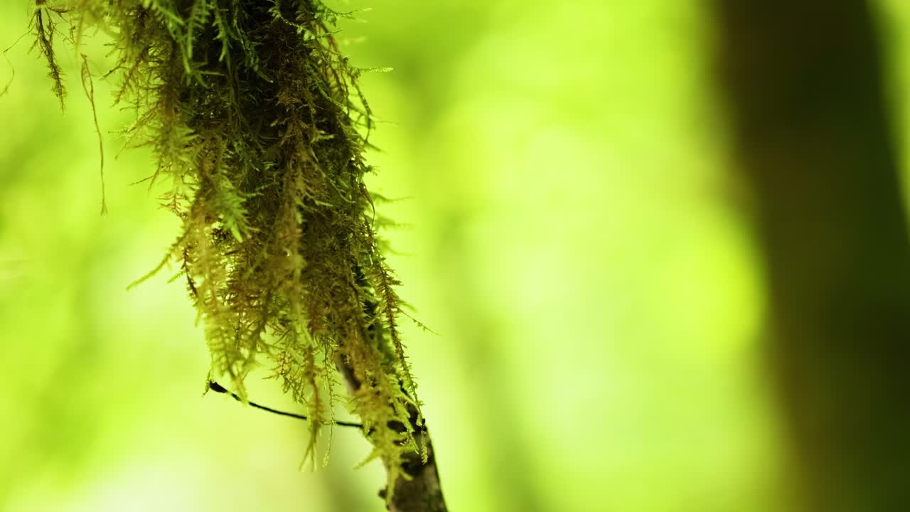 Detailed view of a moss-covered twig with a soft, blurred green backdrop, highlighting natural textures.