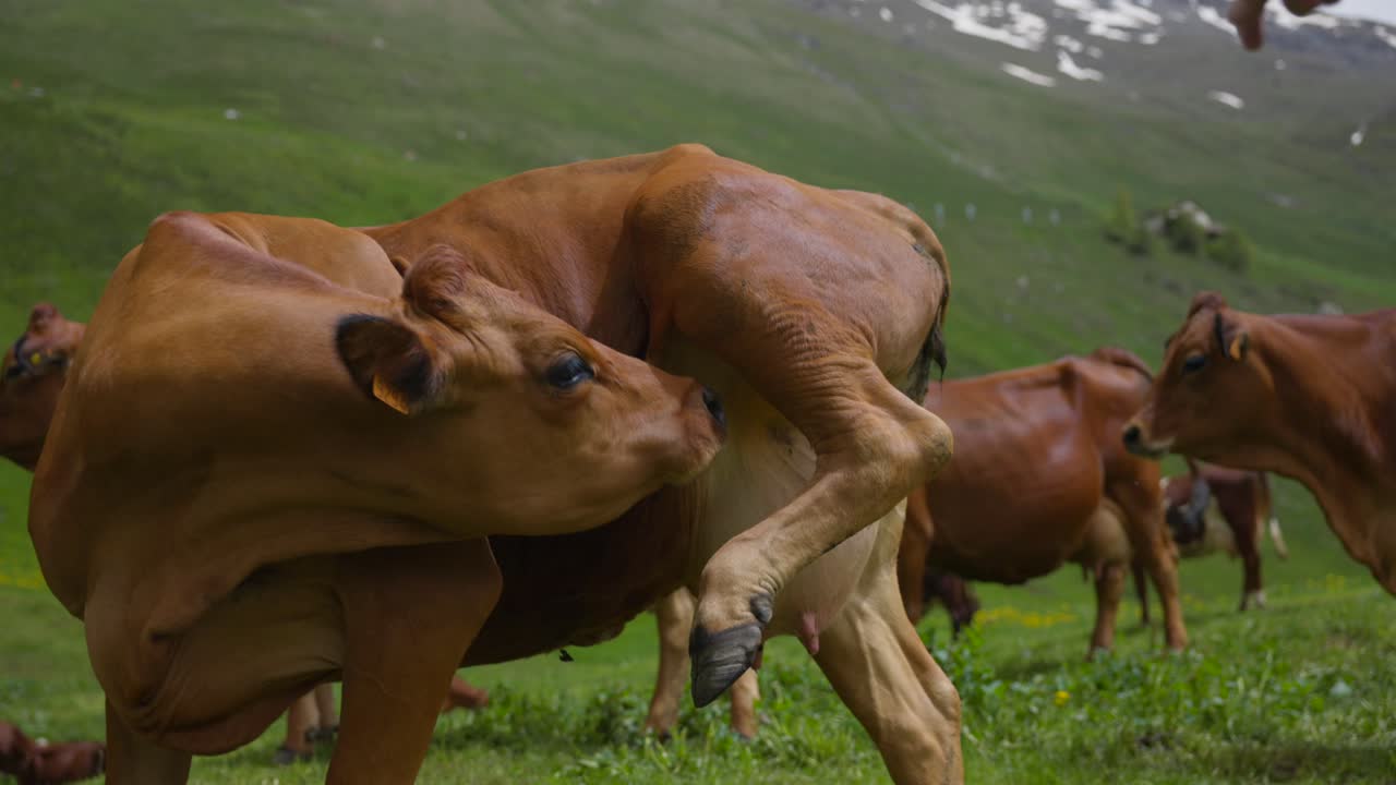 Una mucca marrone che piega il corpo per leccare la propria mammella in un prato verde con altre mucche che pascolano sullo sfondo.