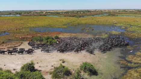 aerial shot orbiting around a large herd of african buffalo in a wetland landscape