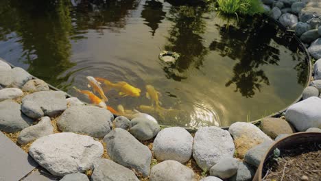 Peces-Koi-En-Estanque-De-Jardín-De-Agua,-Cámara-Lenta