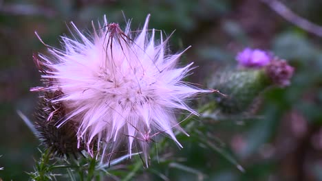 blooming thistle flower in the fields. close up