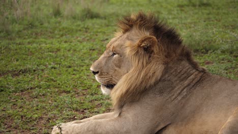 Lazy-male-African-Lion-relaxes-on-African-savanna-looking-to-the-left