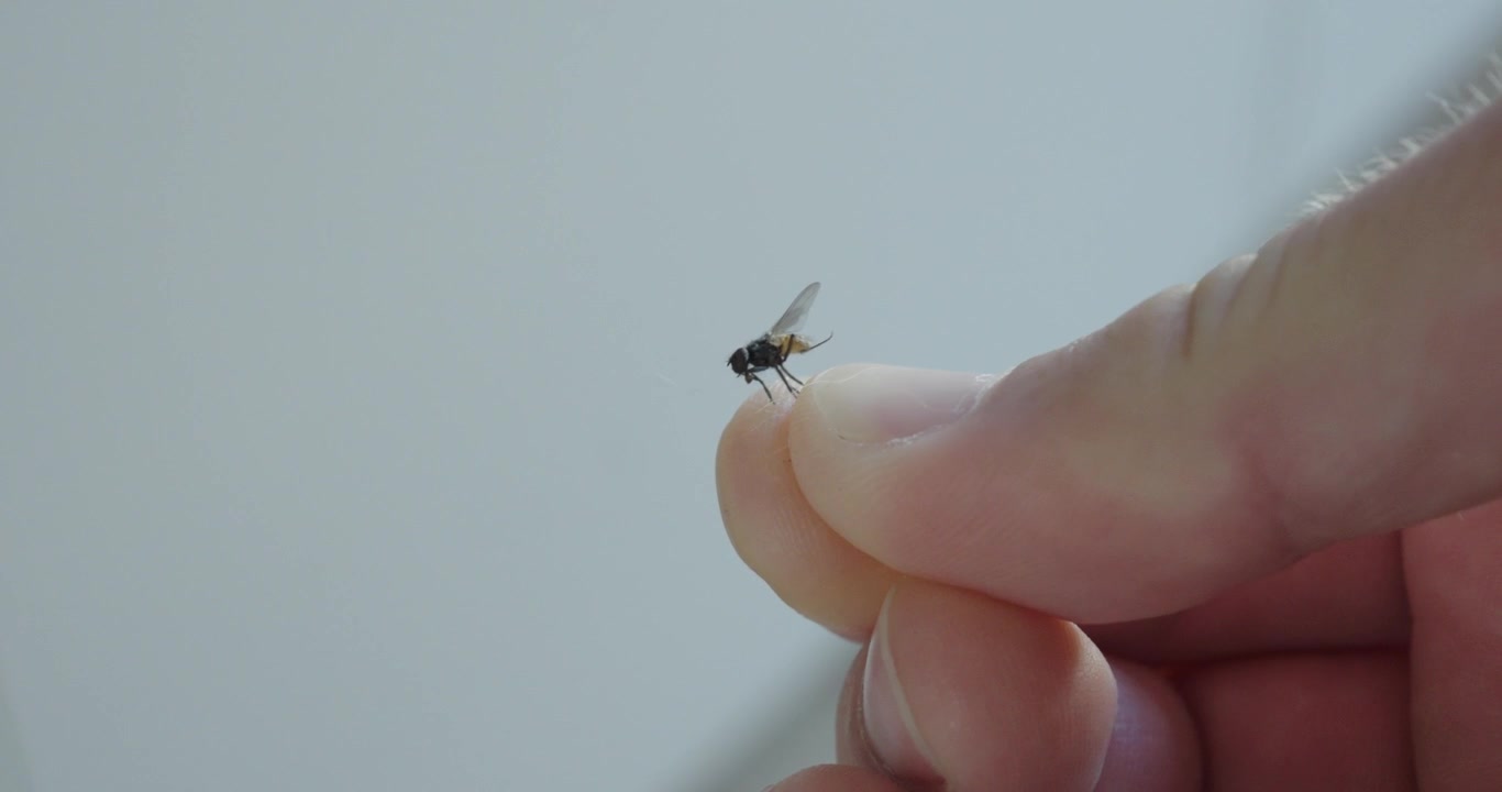 Nærbilde av en husflue som hviler på en persons fingertupp, fremhever insektatferd, hygiene, skadedyrkontroll og makrodetaljer fra dyrelivet.