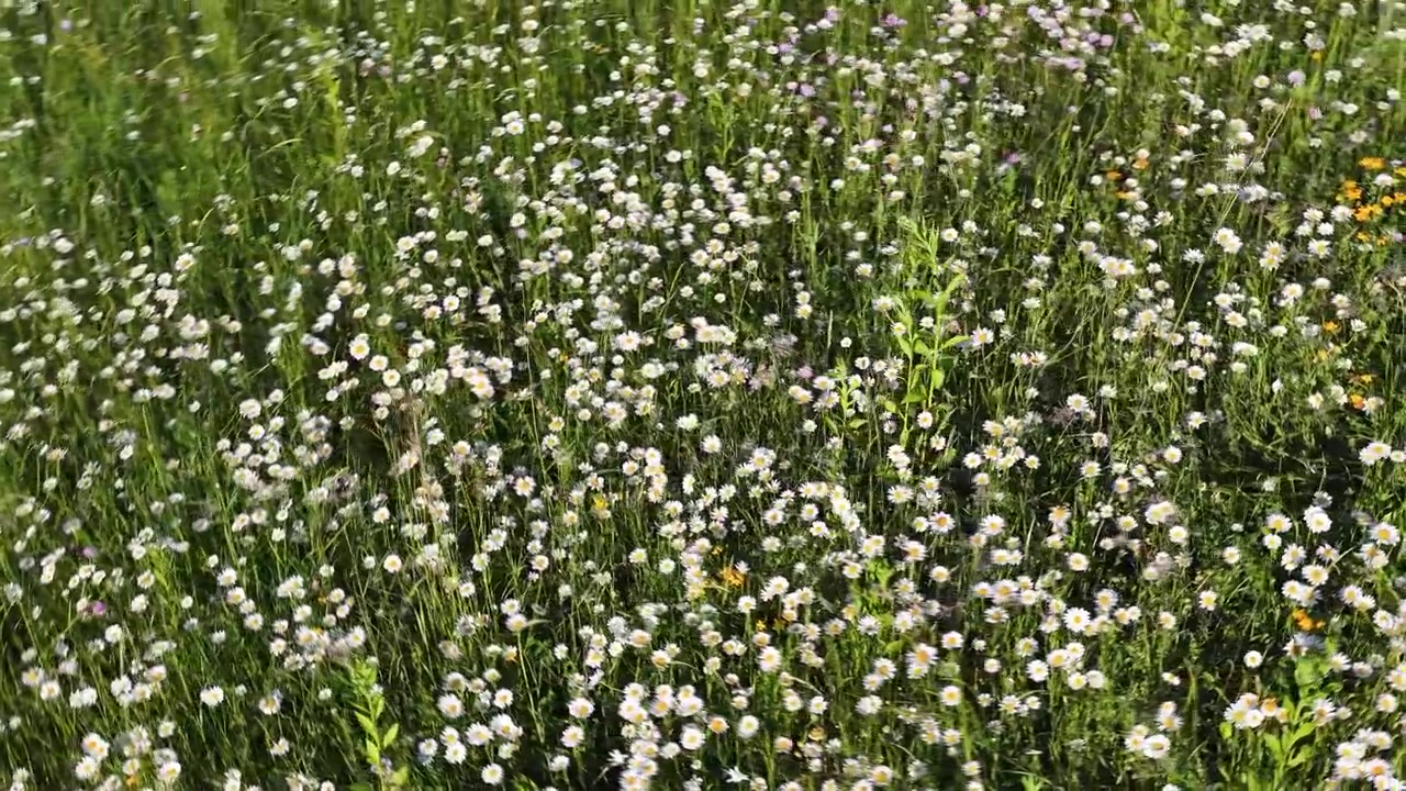Static wide shot of white wildflowers swaying gently in a lush green Italian field.