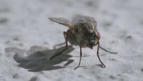 primer plano de la mosca calliphora vicina en la pared