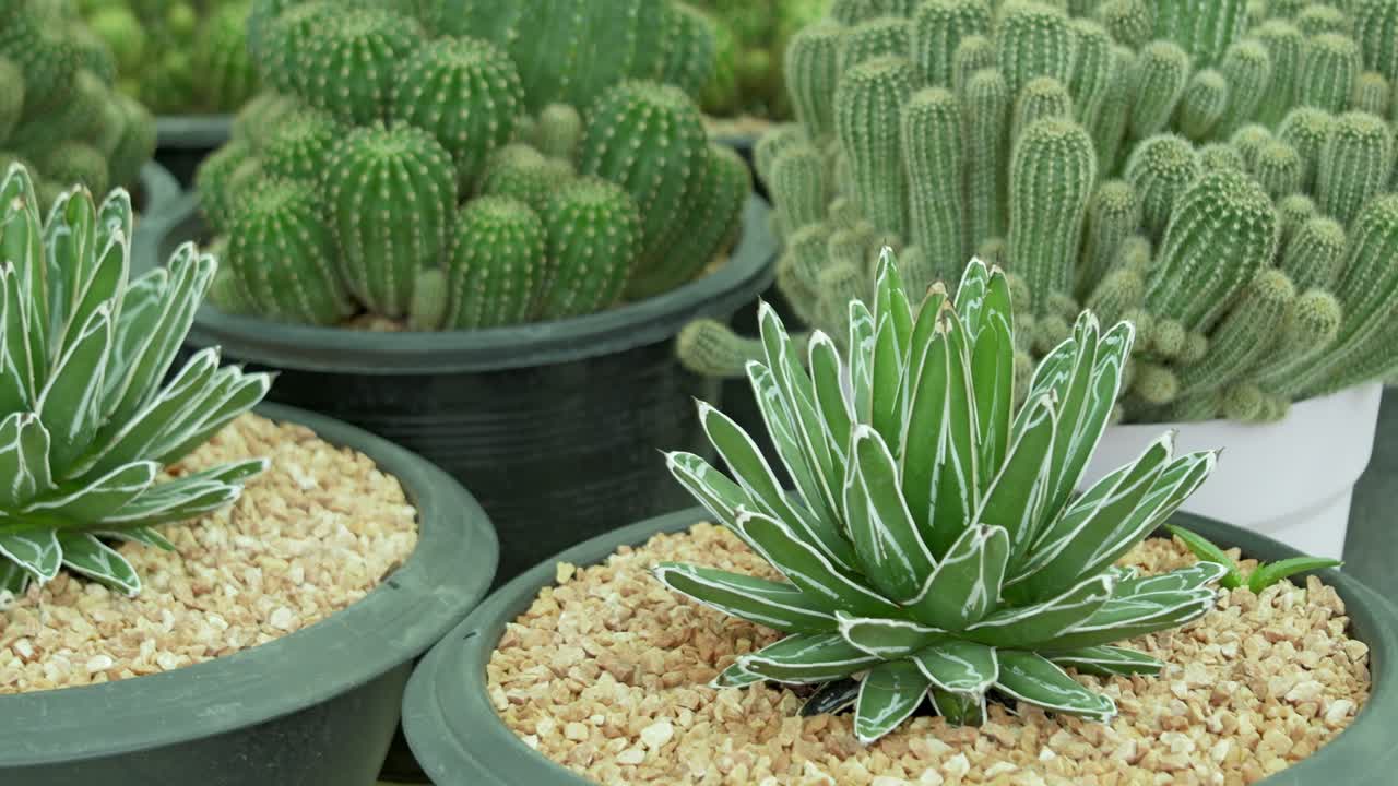 Cacti and succulents showcase botanical garden indoor close-up nature beauty