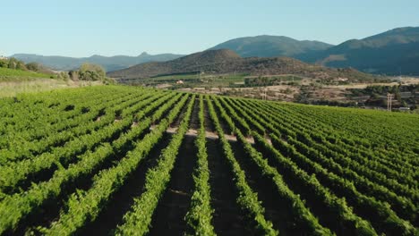 drone aerial of rows in a vineyard full of vibrant green vines