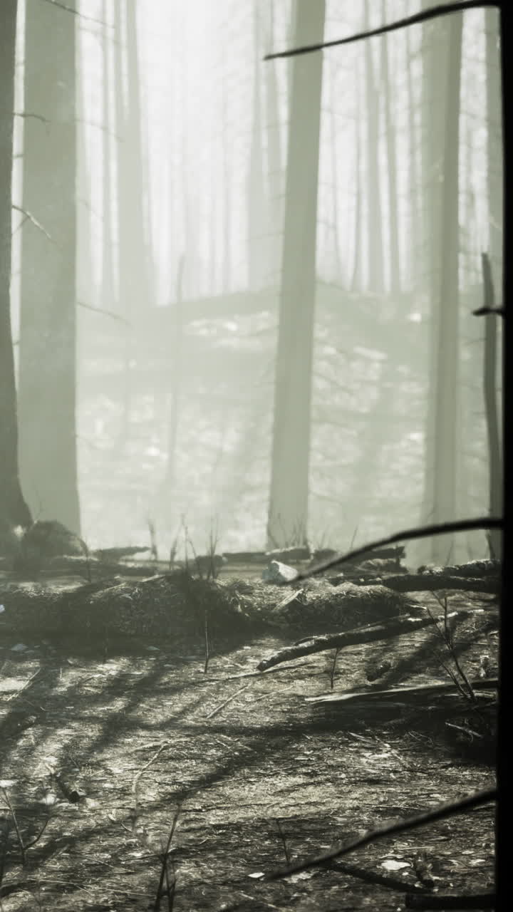 Mysterious forest shrouded in mist reveals natures serene beauty at dawn