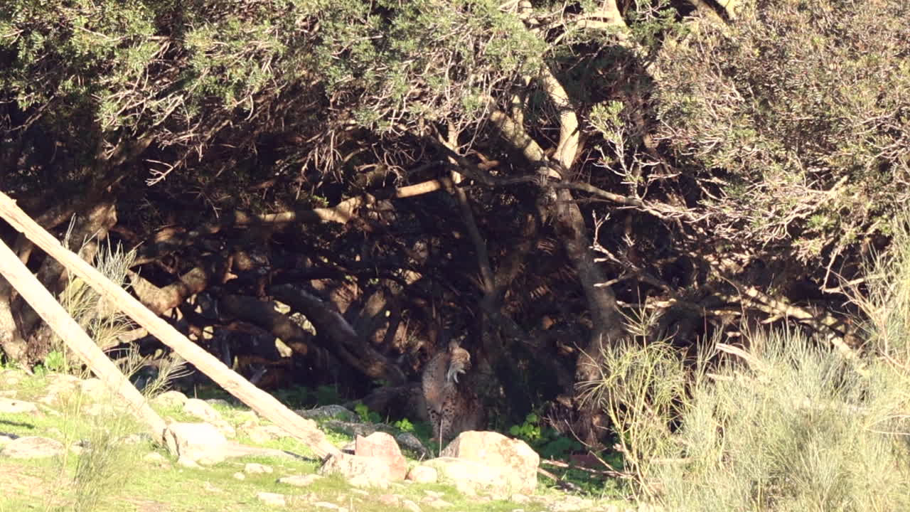 lince ibérico sentado a la sombra bajo los árboles con luz en la cara