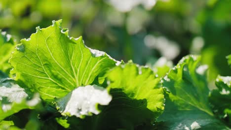 Green lettuce&#039;s leaves in the field