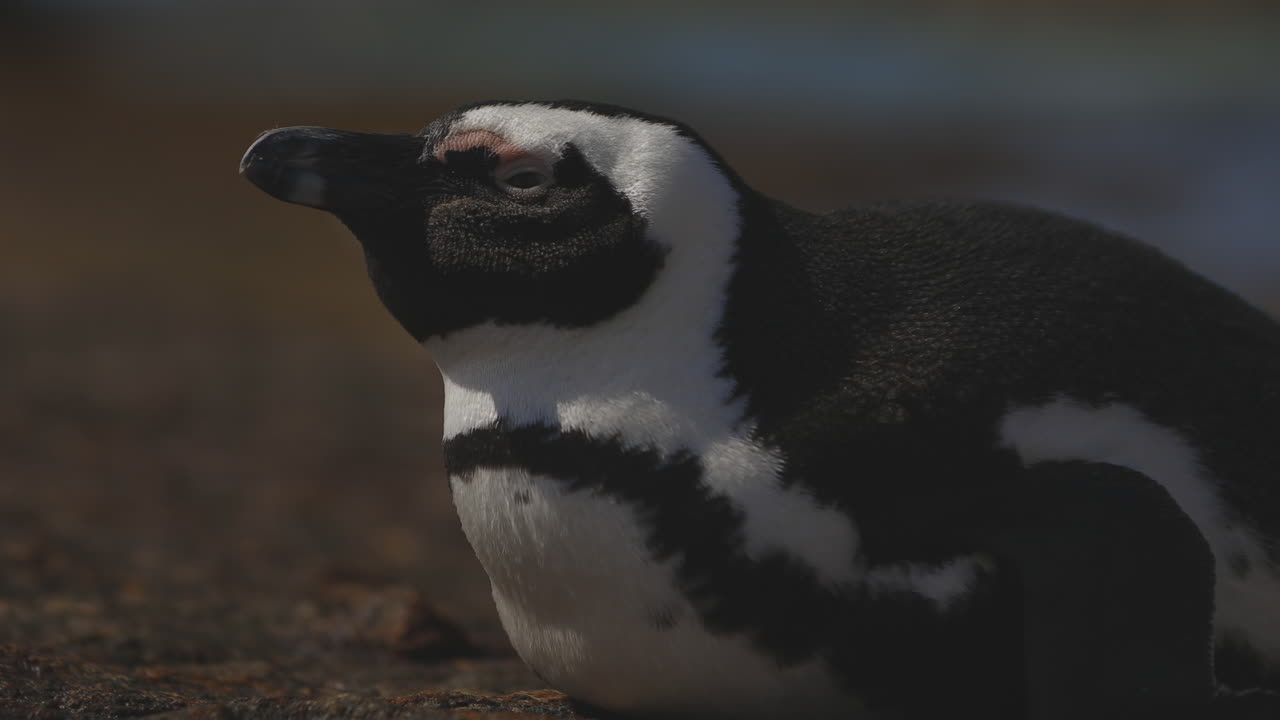 pingüino africano tendido en una roca con los ojos soñolientos y cerrándose