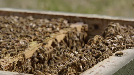 beekeeping - a frame moves in a beehive kept in an apiary, slow motion close up