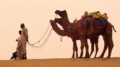 wielbłądowcy, kierowcy wielbłądów o zachodzie słońca. pustynia thar o zachodzie słońca jaisalmer, rajasthan, indie.