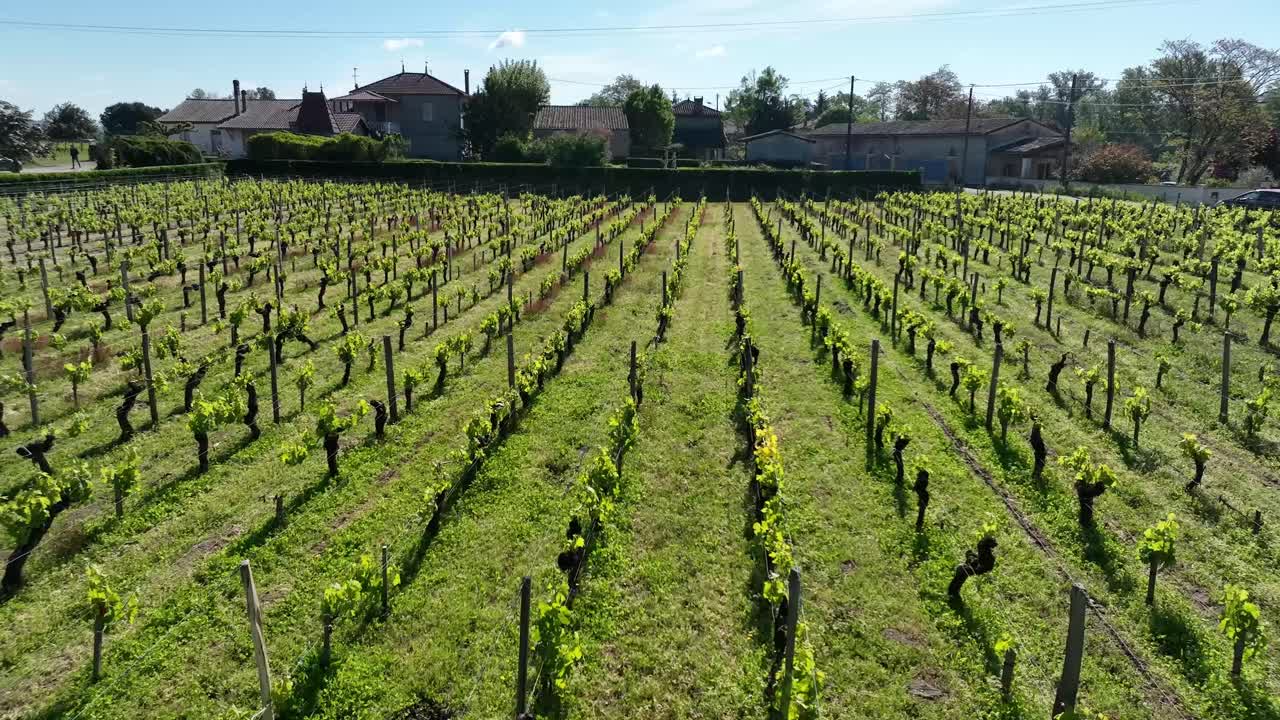 Vigneti nella città di Vignonet, Francia, a est di Bordeaux. Ripresa aerea in sorvolo.