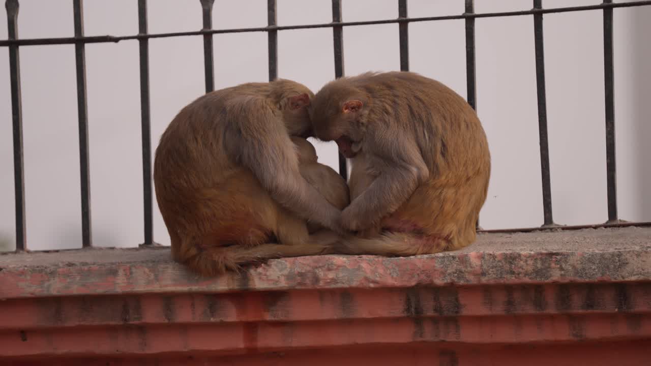 los padres de monos durmientes acurrucados cara a cara con el bebé protegido en el centro