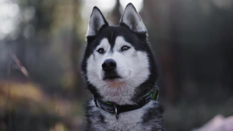 close shot of husky dog turning his head towards the camera in slowmotion