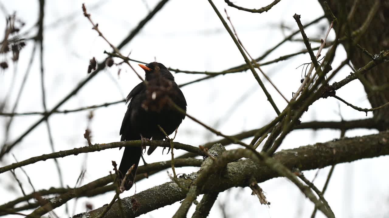 pájaro thrush negro en el árbol