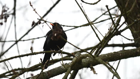 Schwarzdrosselvogel-Auf-Dem-Baum