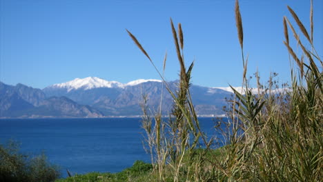 Green-foliage-swaying-in-the-breeze-on-the-Mediterranean-Sea-with-mountains-in-the-background