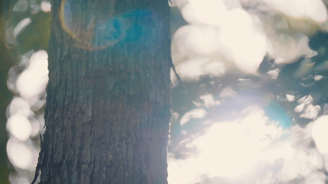 Luz solar e Reflexo de Lente Atrás de um Tronco de Árvore em uma Floresta