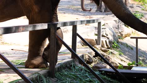 elephant eating grass at chonburi zoo exhibit