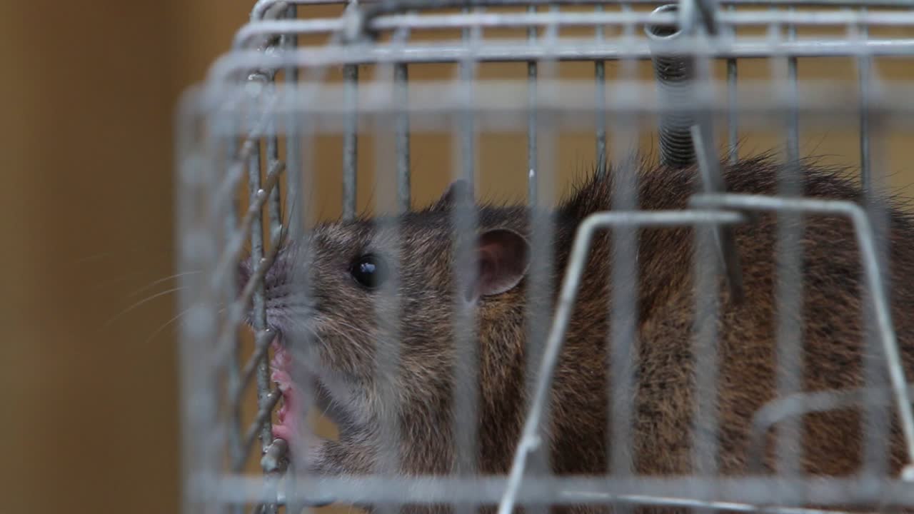 Un ratto marrone adulto, Rattus norvegicus, catturato in una trappola metallica a cattura viva