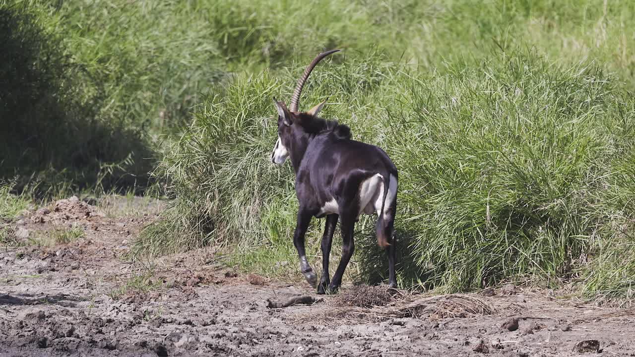 Robust Sable antelope with one broken horn walks away from camera