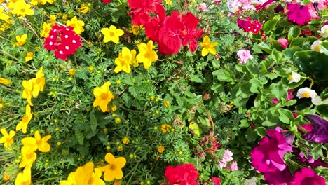 flores vibrantes en un jardín exuberante