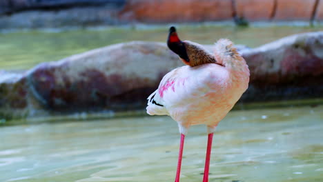 toma estática de un joven flamenco rosa blanco limpiando después del baño