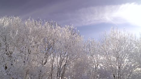 Schwenken-Sie-über-Weiße-Gefrorene-Baumwipfel-Gegen-Blauen-Himmel