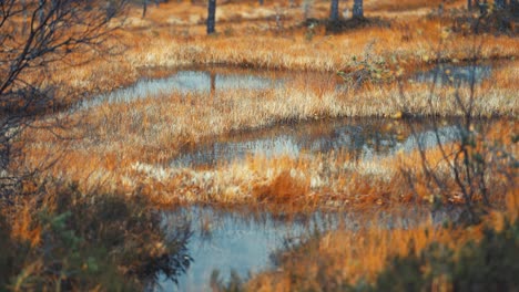 a calm wetland reflects the golden autumn grasses in a quiet meadow, creating a picturesque scene